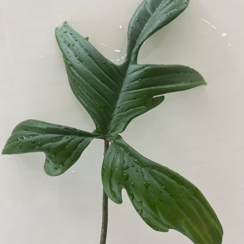 Philodendron pedatum