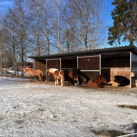 Utegang Skogbygda, Nes i Akershus