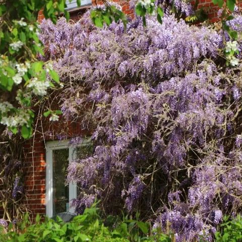 Blåregn (Wisteria sinensis) forskjellige sorter 80cm++ I 4l potter