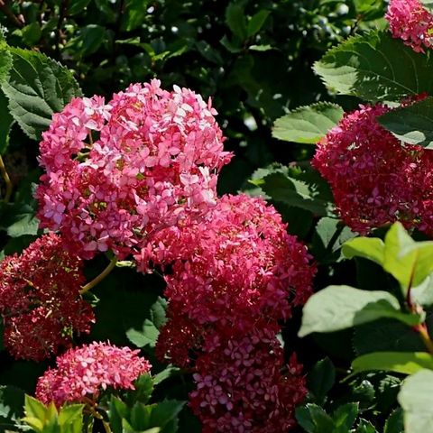 Syrinhortensia Pink Annabelle 1,5l potte ca 40cm