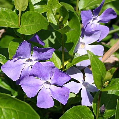 Stauder Vinca