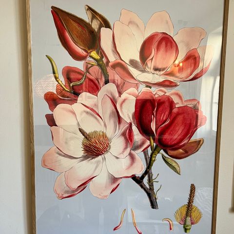 Plakat av magnolia fra Fomoto