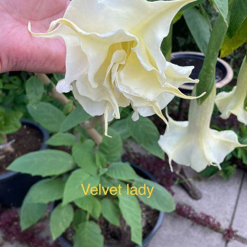 engletrompet liten plante type velvet lady