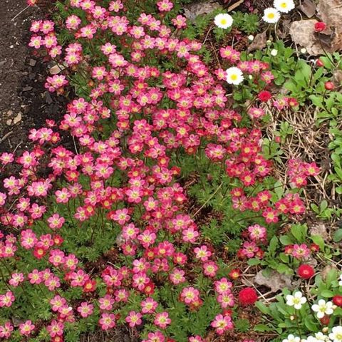 Hagesildre Saxifraga x arendsii