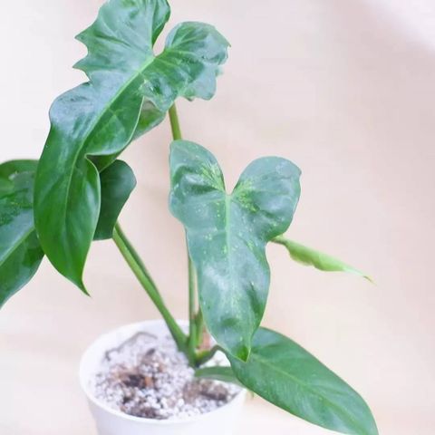 Philodendron Golden Dragon