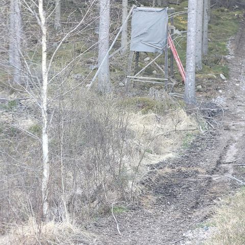Jaktterreng i Sverige