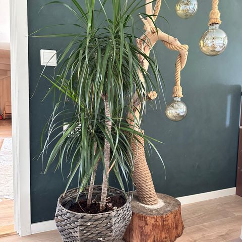 Dracena Palmer planter