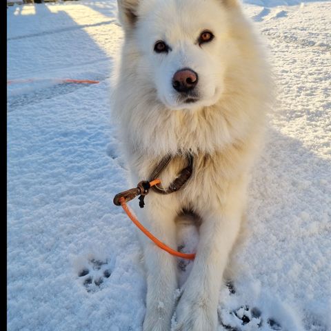 Omplassering av Samojed gutt