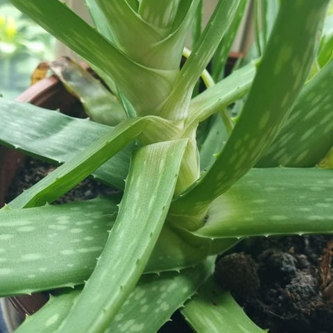 Annonsebilde