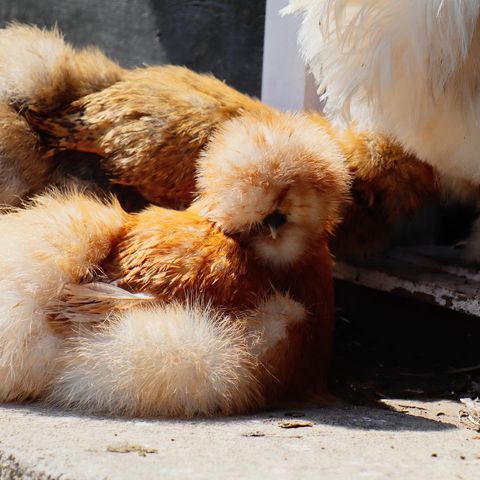 Kyllinger av amerikanske silkehøner