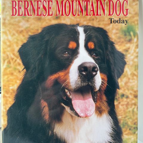 Bernese Mountain dog - Berner Sennen