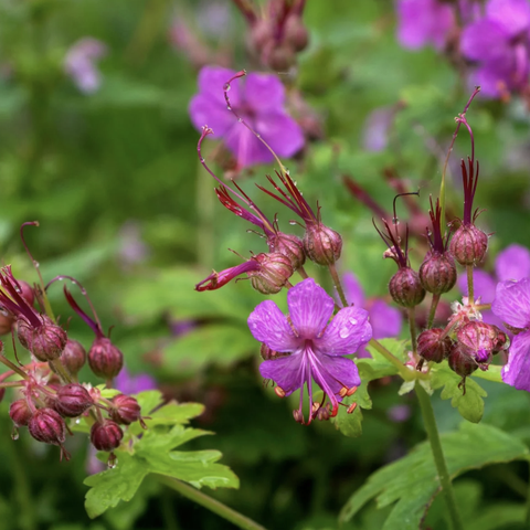 Rosestorkenebb (geranium)