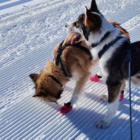 Husky vurderes solgt!