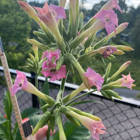 Tobakksplante (Nicotiana tabacum )