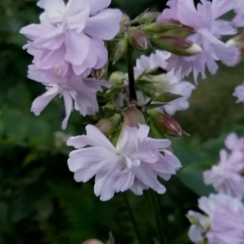 Selge Stauder, Høstfloks, Phlox paniculata, er