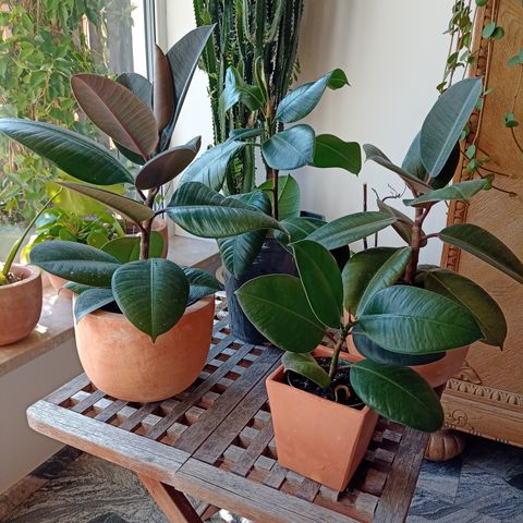 Ficus Elastica - Gummifiken plante