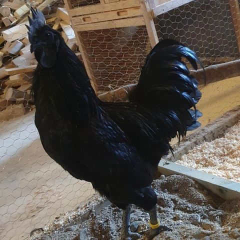 Rugeegg Ayam Cemani