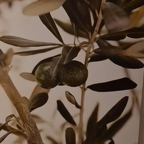 Flott lerretsbilde av oliven