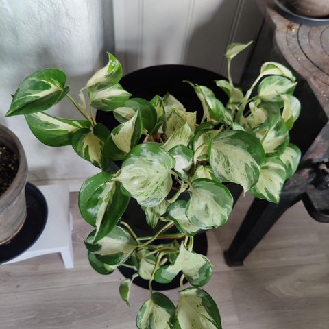 Epipremnum Aureum Manjula / Happy Leaf