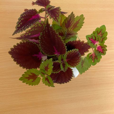 Coleus praktspragle stiklinger