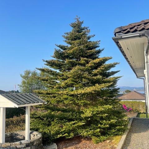 Abies koreana blue / blåkongle tre