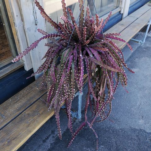 Rhipsalis Cruciformis Red avlegger