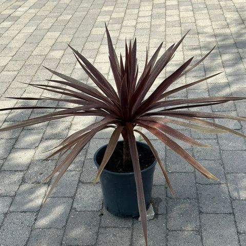 Plante / palme