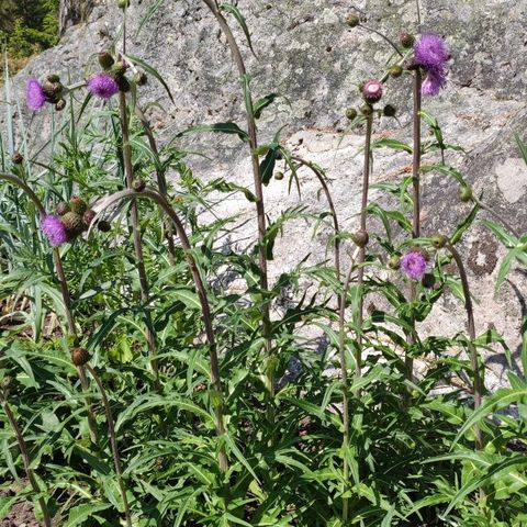 Cynara cardunculus, vakker staude