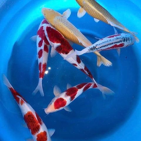 koi