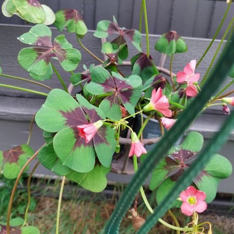 Oxalis.iron cross.lykkegjøkesyre.