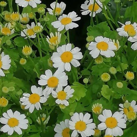 Annonsebilde