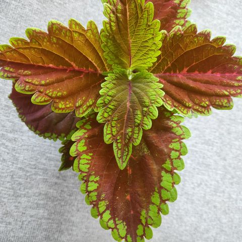 Kjempefin Coleus Stiklinger