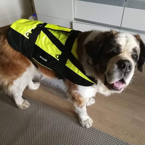 Baltic vest til stor hund xxl