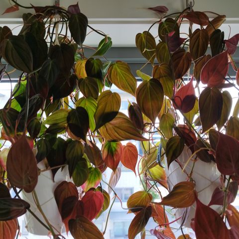 Philodendron H. "Micans"/"Velvet Leaf" -  Veletablerte Planter & Stiklinger