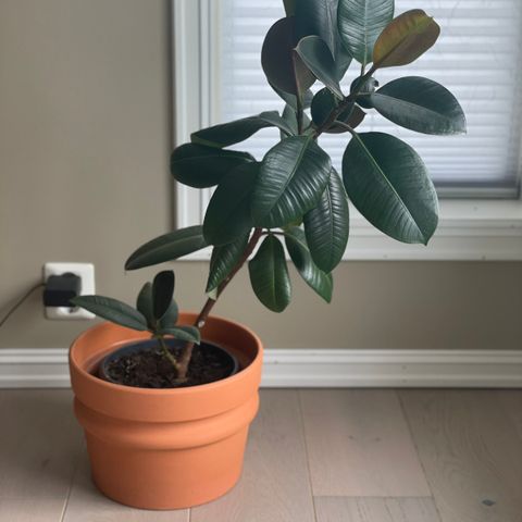 ficus elastica robusta, gummificen