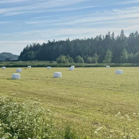 Høyensilage for hest