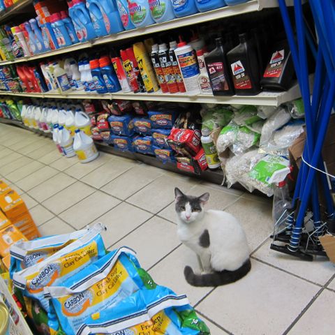🐾 Til salgs: Kattebutikk.no 🐾