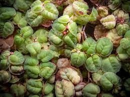 Flyteplanter selges - Phyllanthus Fluitans(red root floaters