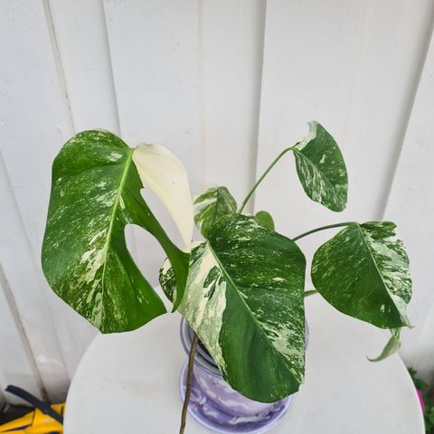 Monstera variegata.