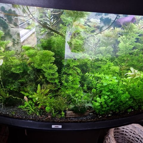 Planter til akvariet