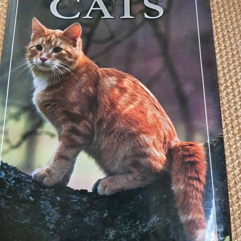 Bok om katter.