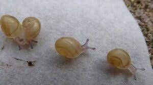 afrikanske baby snegler mellom store + små