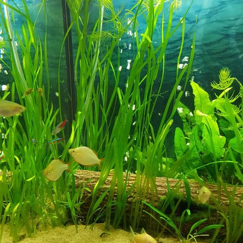 Akvarie gress, vallisneria, selges.