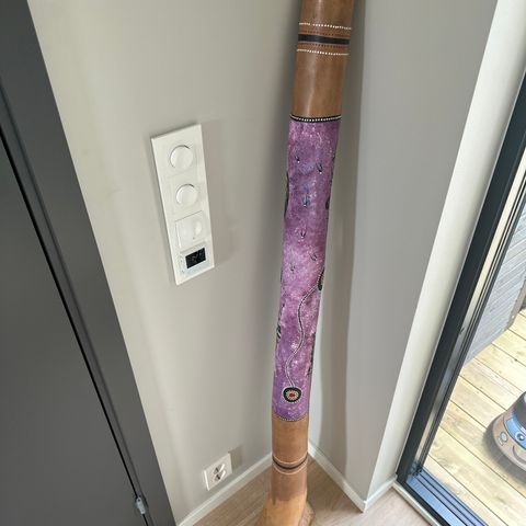 Autentisk kjempestor didgeridoo i australsk eucalyptustre