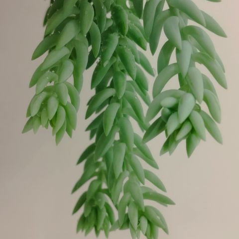 Sedum Morganianum - Plants and offshoots / Planter og avleggere
