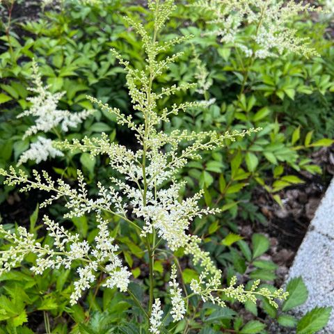 Arendspir Astilbe hvit