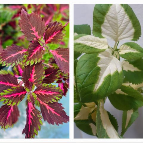 Praktspragle. Coleus