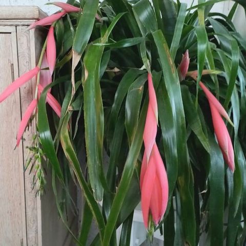 Prestehavre - billbergia