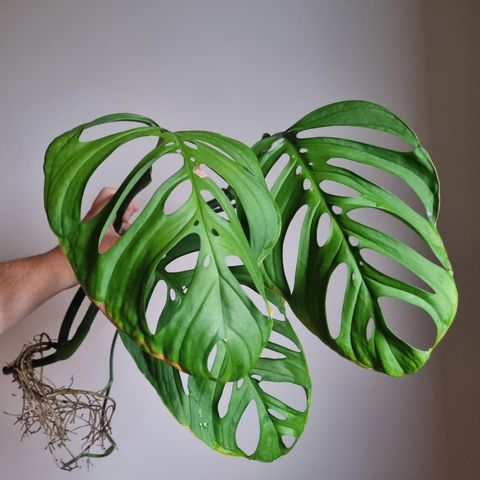 Monstera esqueleto/epipremnoides