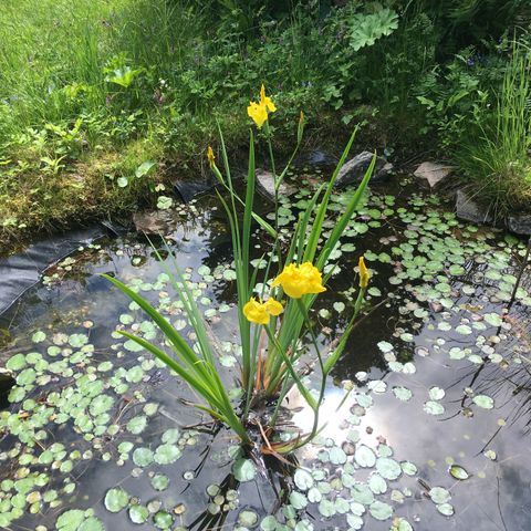 Sverdiris,sverdlilje(Iris pseudacorus)